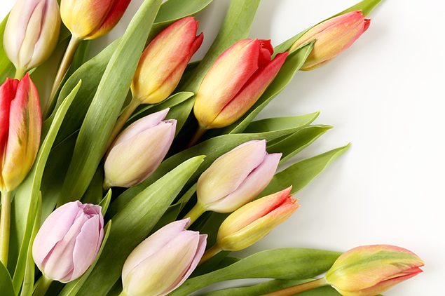 Tulips for Mother's Day