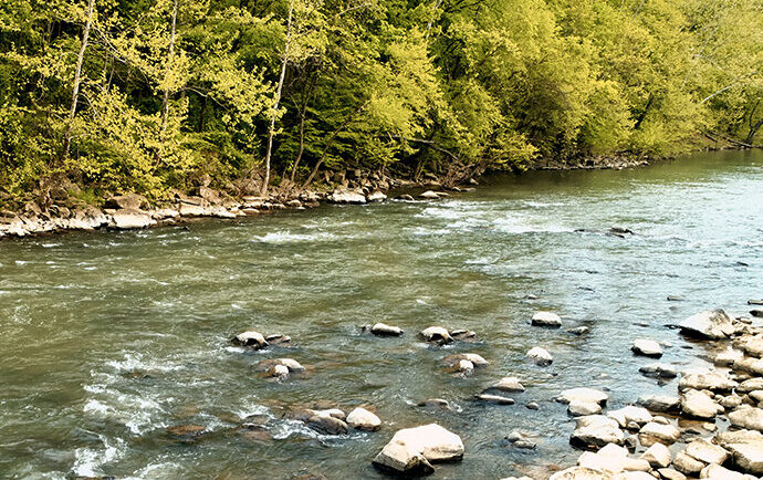 Scenic river flowing through a forest with rocks and greenery on a sunny day
