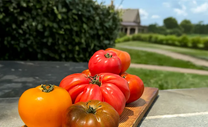 Tomato Harvest