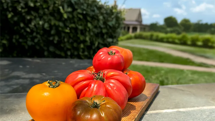 Tomato Harvest