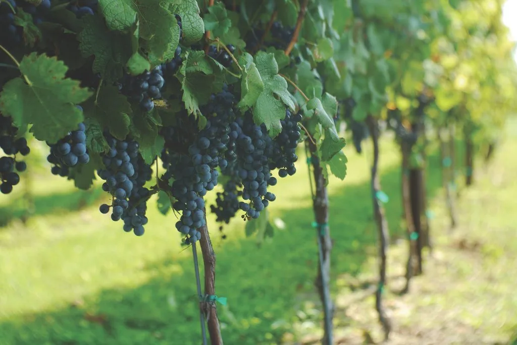 A close up of a vine of grapes hanging from its vines in a vineyard.